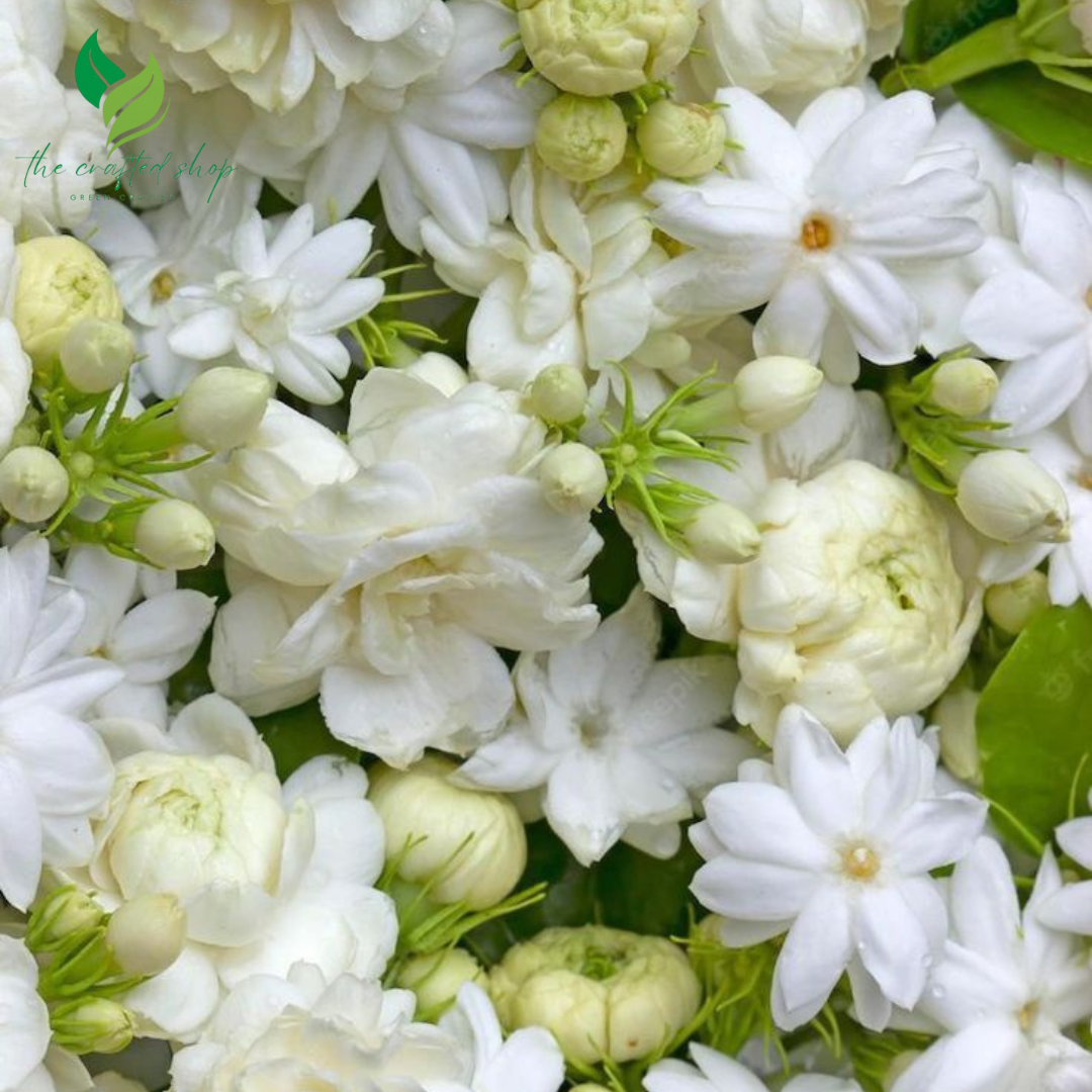 Jasmine Grand Duke of Tuscany – Live Plant with Extra-Double Fragrant Blooms | Strong Scented Garden & Indoor Plant