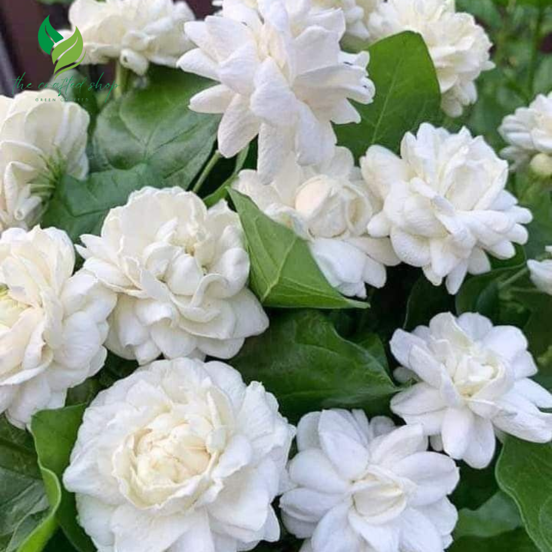 Jasmine Grand Duke of Tuscany – Live Plant with Extra-Double Fragrant Blooms | Strong Scented Garden & Indoor Plant