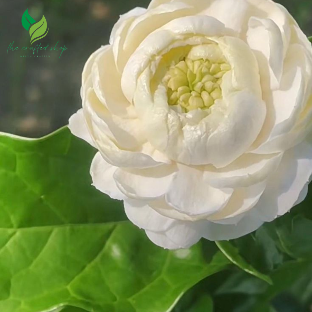Jasmine Grand Duke of Tuscany – Live Plant with Extra-Double Fragrant Blooms | Strong Scented Garden & Indoor Plant