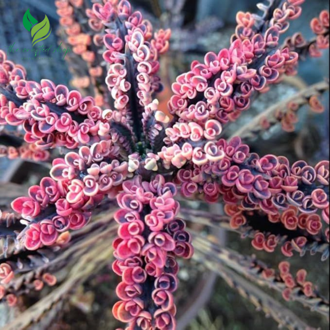 Kalanchoe Pink Butterfly – Rare Succulent
