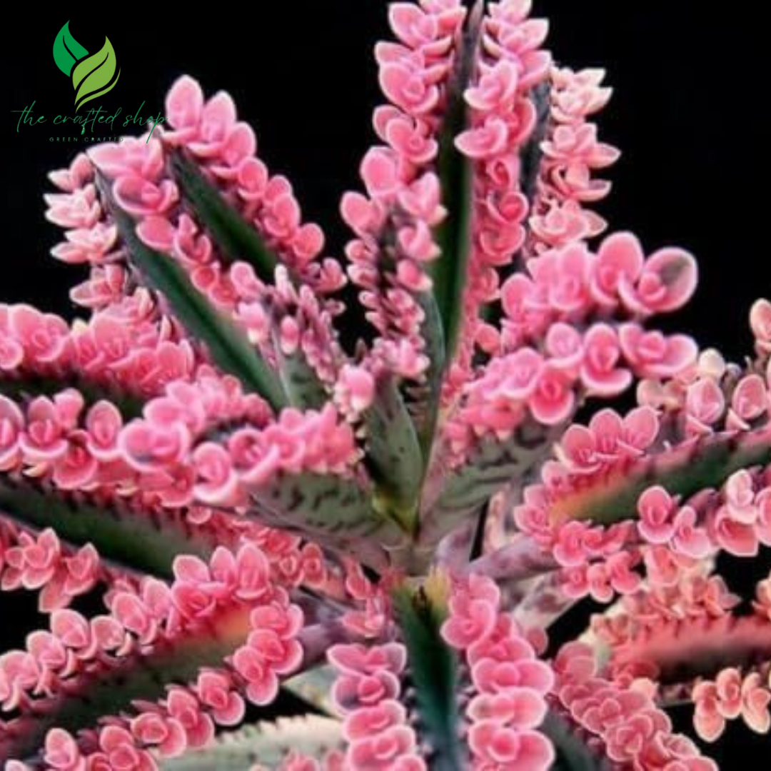 Kalanchoe Pink Butterfly – Rare Succulent