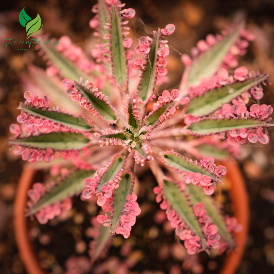 kalanchoe pink butterflies succulent Kalanchoe Pink Butterfly – Rare Succulent – The Crafted Shop