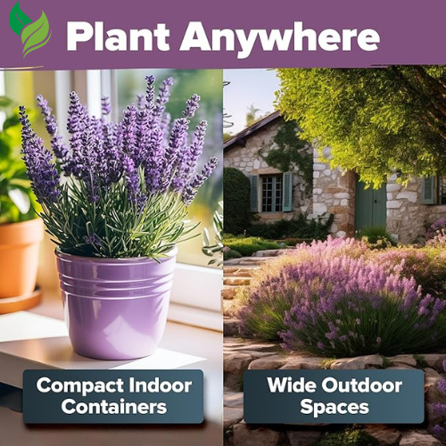 Lavender Seeds – Perennial, Non-GMO, Easy to Grow for Outdoor Herb Gardens