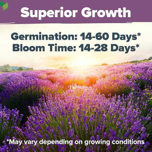 Lavender Seeds – Perennial, Non-GMO, Easy to Grow for Outdoor Herb Gardens