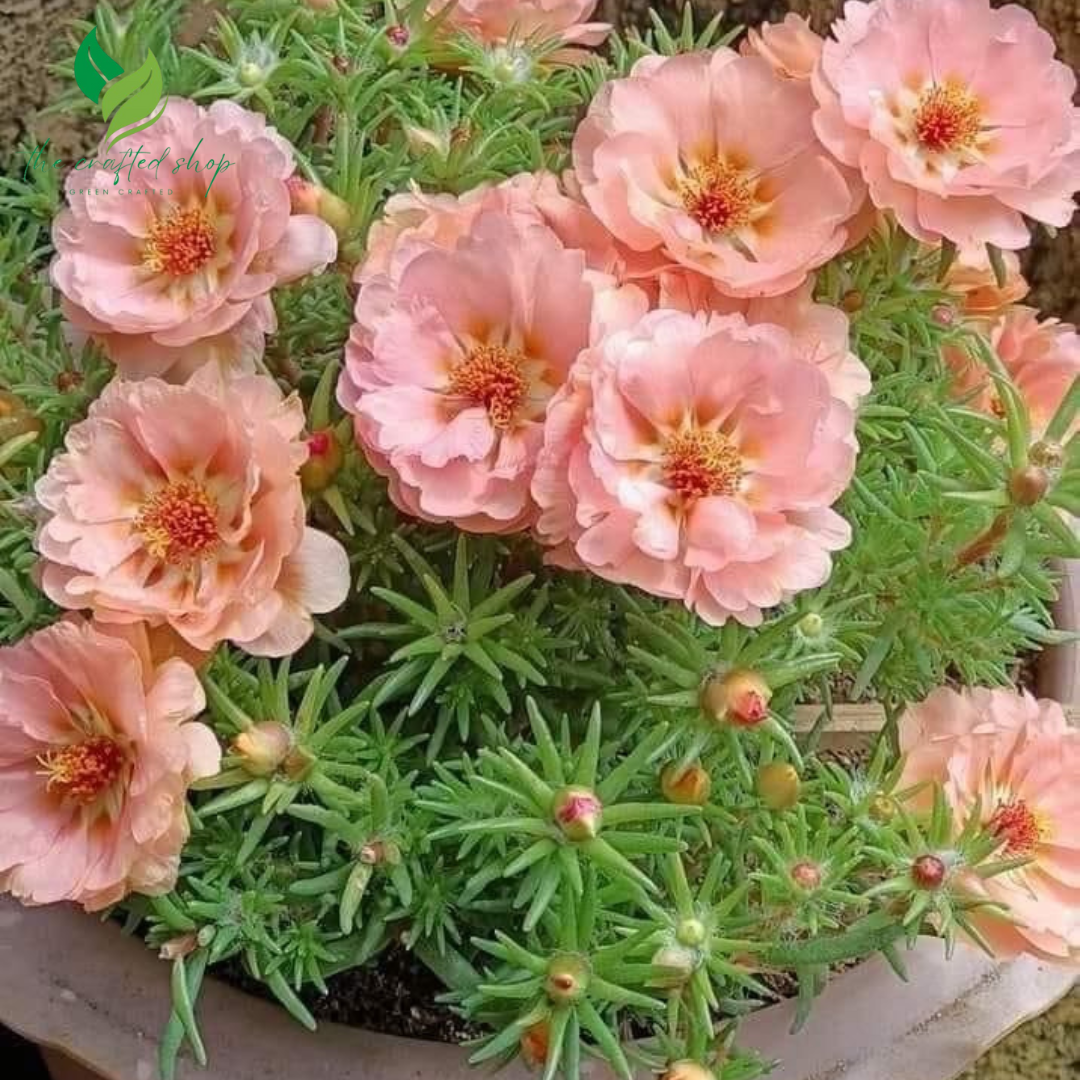 Mixed Colors Multi-Petal Portulaca Grandiflora – Dazzling, Drought-Tolerant Blooms for Every Garden