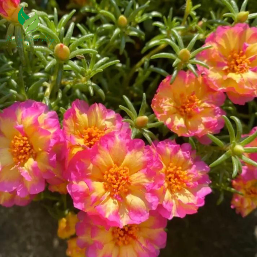 Mixed Colors Multi-Petal Portulaca Grandiflora – Dazzling, Drought-Tolerant Blooms for Every Garden