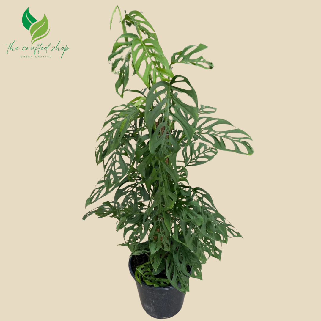 Monstera Adansonii – Swiss Cheese – 6″ Pot
