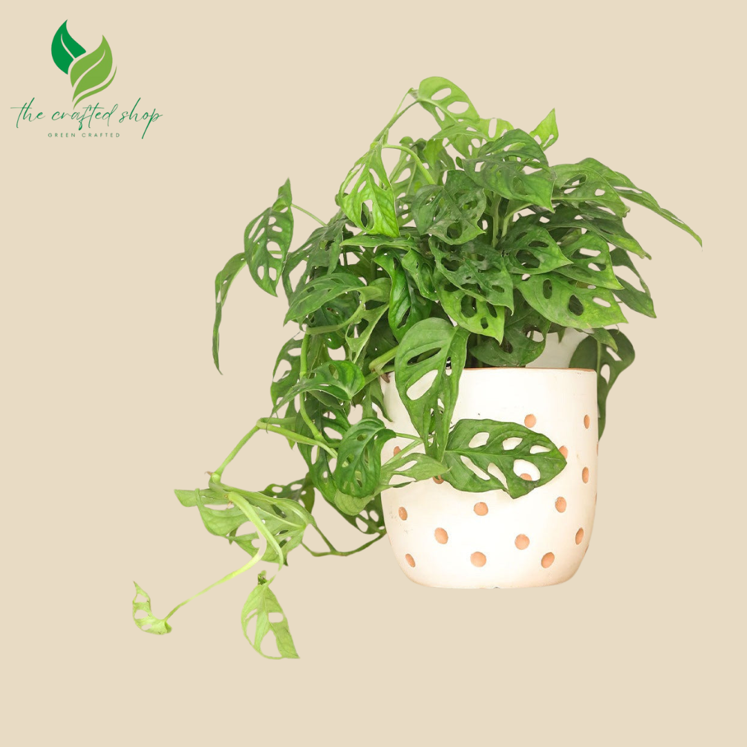 Monstera Adansonii – Swiss Cheese – 6″ Pot