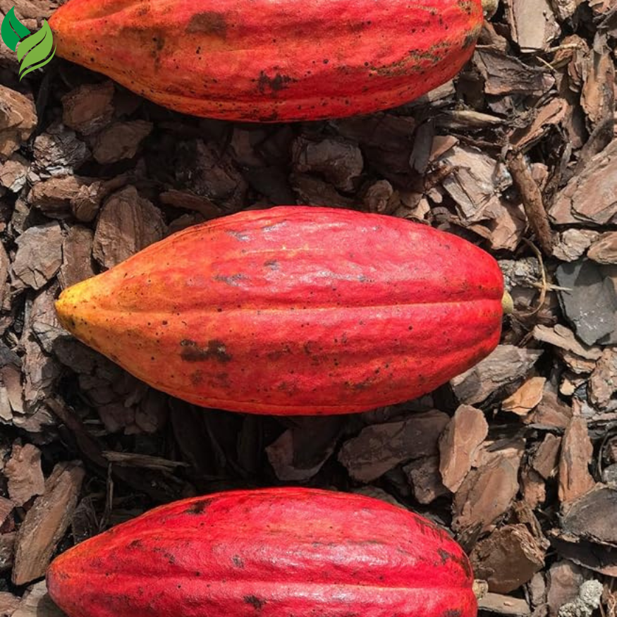 New and Healthy Red Theobroma Cacao Cocoa Chocolate Plant 10-13"