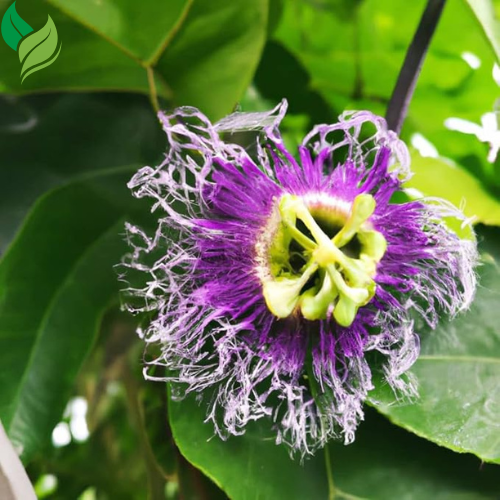 Passion Fruit- Starter Live Plants (Possum Purple)