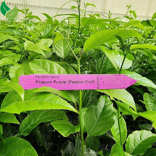 Passion Fruit- Starter Live Plants (Possum Purple)