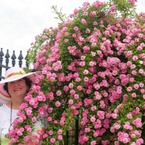 Peggy Martin Climbing Rose - Live Plant