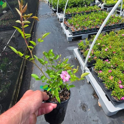 Peggy Martin Climbing Rose - Live Plant