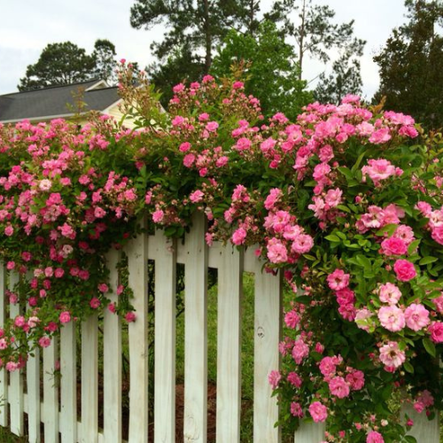 Peggy Martin Climbing Rose - Live Plant