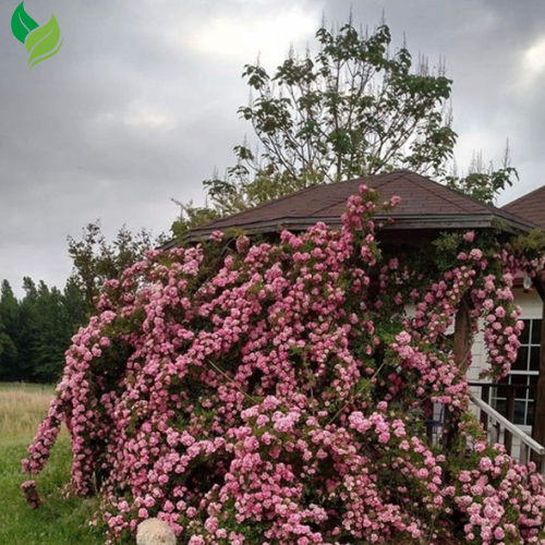 Peggy Martin Climbing Rose - Live Plant