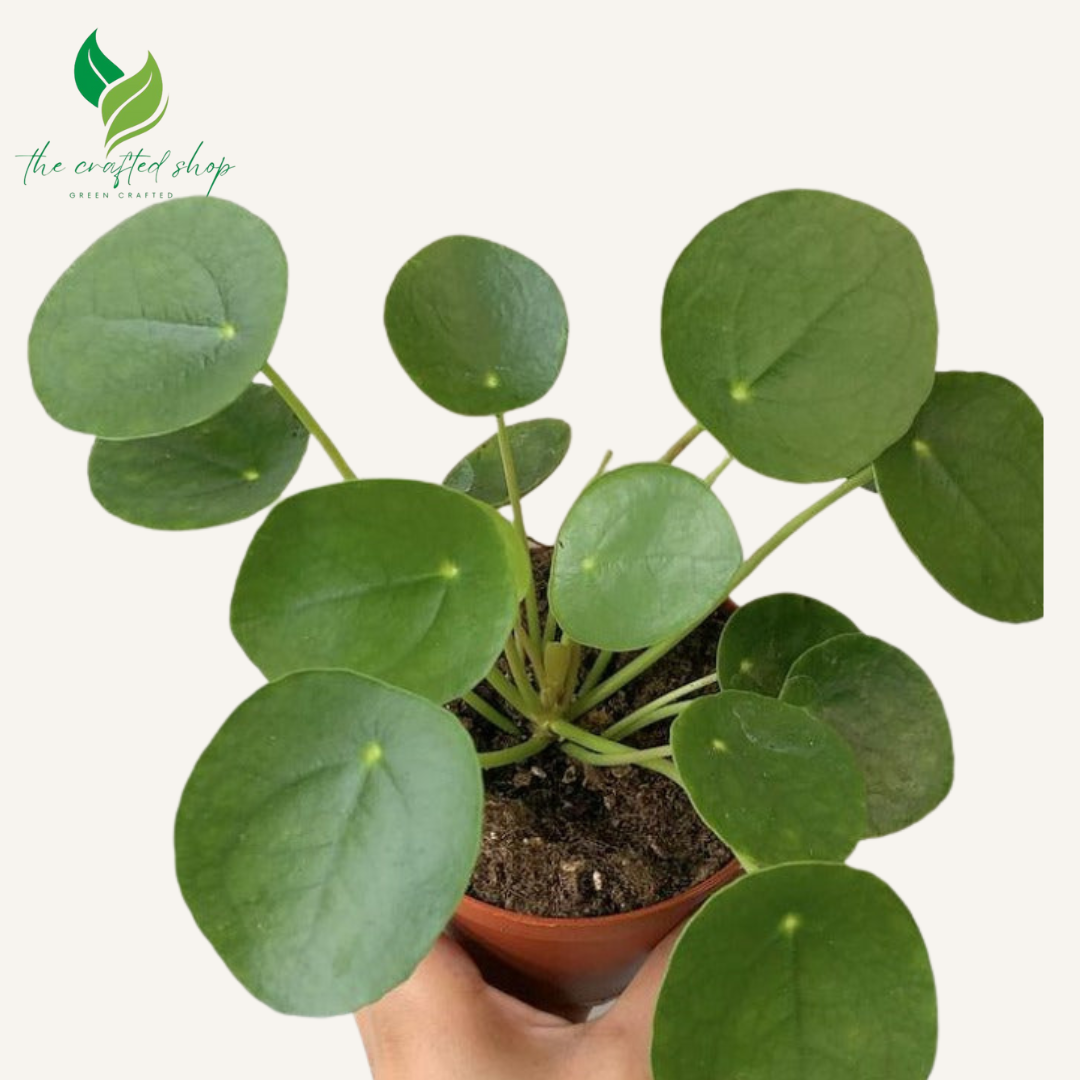 Pilea peperomioides - Chinese Money Plant 4" Pot