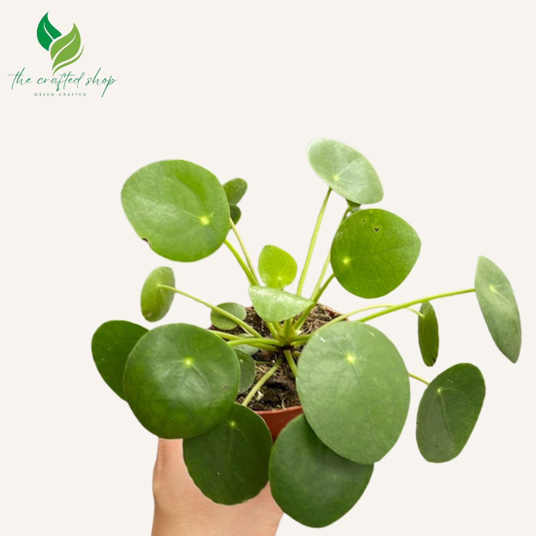 Pilea peperomioides - Chinese Money Plant 4" Pot
