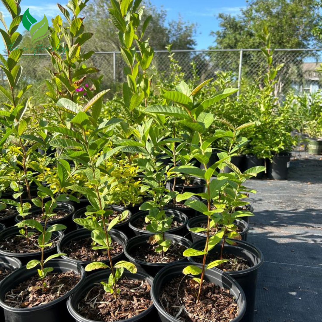 Pink Guava Tree – Live Tropical Fruit Plant (4–10" Tall)