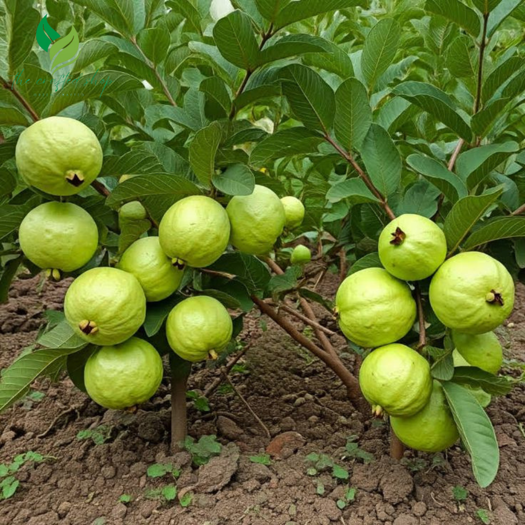 Pink Guava Tree – Live Tropical Fruit Plant (4–10" Tall)