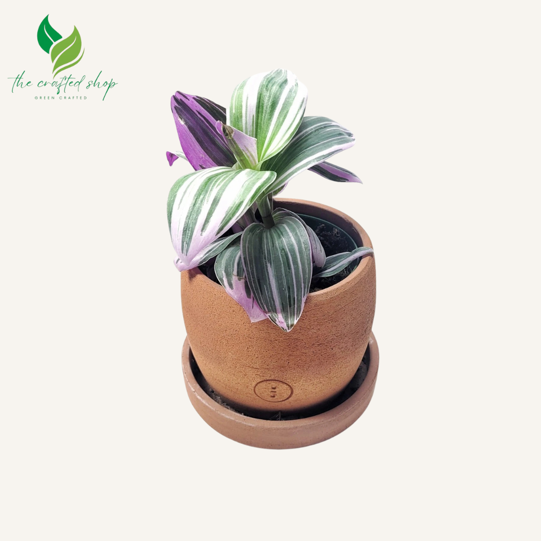 Pink Tradescantia Nanouk Wandering Jew live Plant in 4 inch Pot
