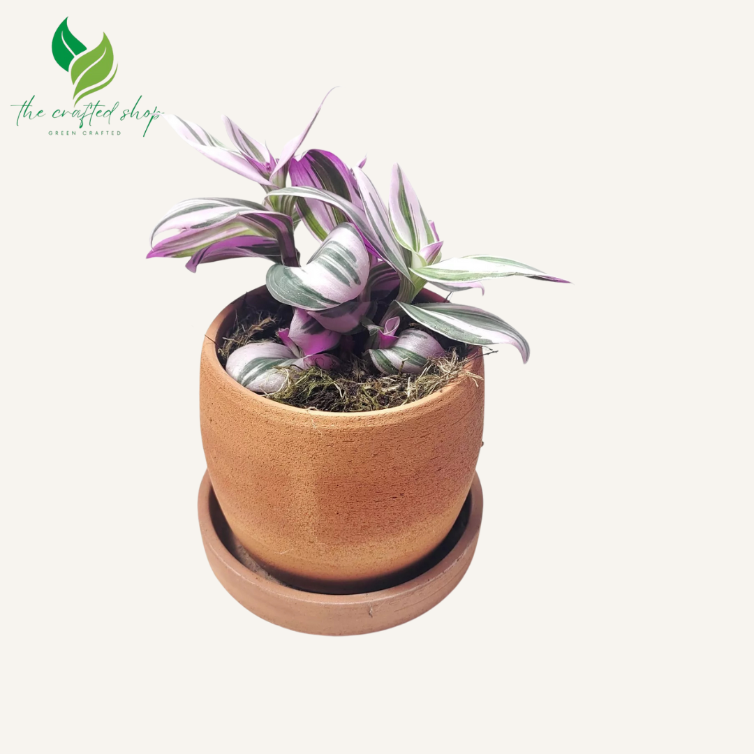 Pink Tradescantia Nanouk Wandering Jew live Plant in 4 inch Pot