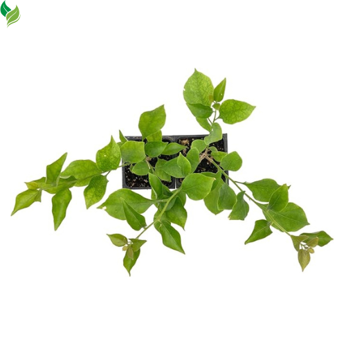 Purple Bougainvillea in 3.5" Nursery Cubes | Vibrant Violet Blooming Vine