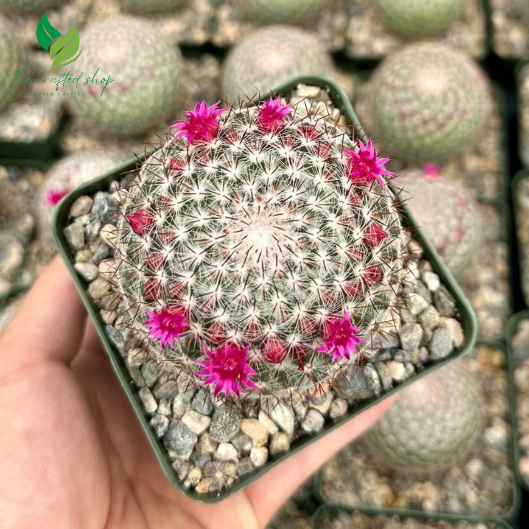 🌈 Rainbow Pincushion Cactus – Mammillaria rhodantha (3" Pot)