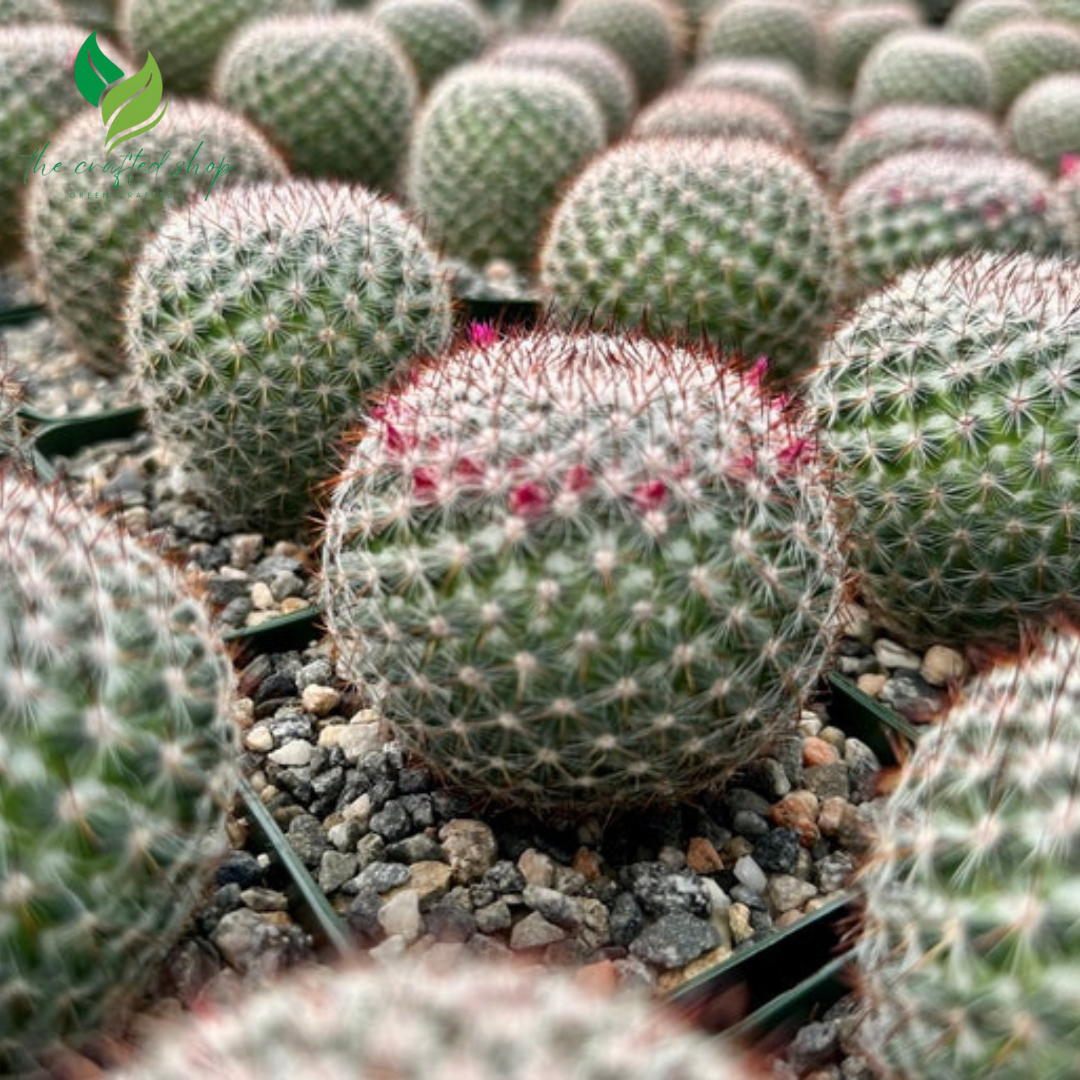 🌈 Rainbow Pincushion Cactus – Mammillaria rhodantha (3" Pot)
