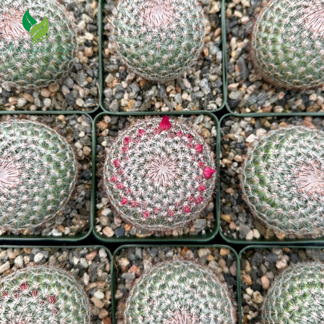 🌈 Rainbow Pincushion Cactus – Mammillaria rhodantha (3" Pot)
