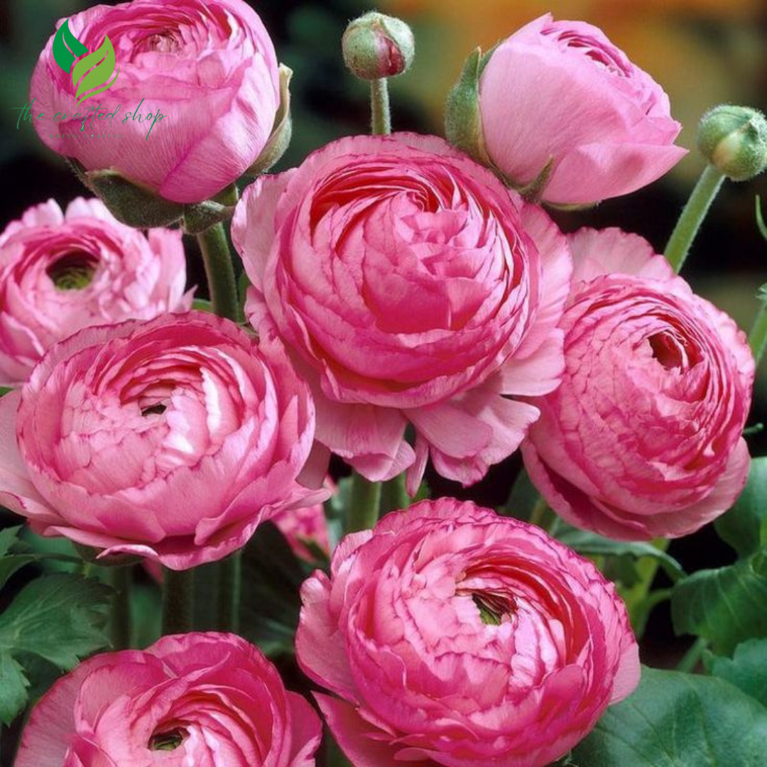 Ranunculus Mixed Color Bulbs for Planting – 20 Premium Bulbs