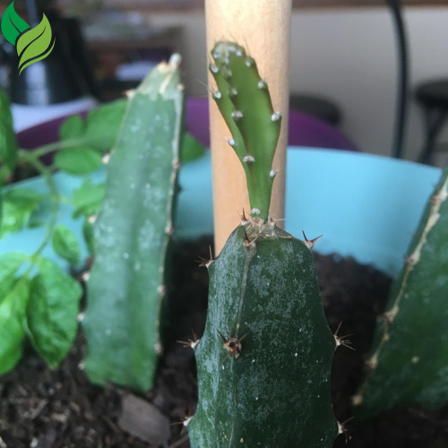 Red Dragon Fruit Live Vine 4 Cuttings 4 inches Long- Easy to Grow