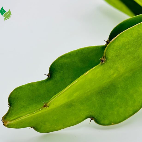Red Dragon Fruit Live Vine 4 Cuttings 4 inches Long- Easy to Grow