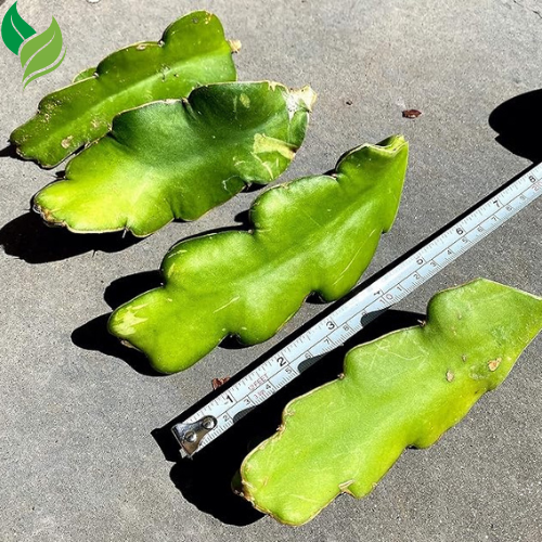 Red Dragon Fruit Live Vine 4 Cuttings 4 inches Long- Easy to Grow