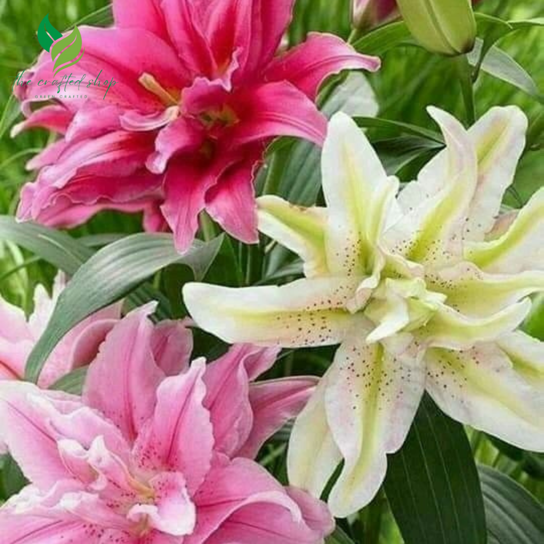 Roselily Isabella Double Lily Bulbs – Pack of 5 | Random Mixed Colors | Fragrant, Petal-Rich Flowers