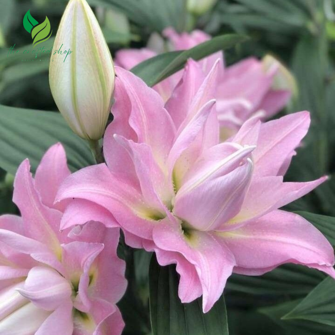 Roselily Isabella Double Lily Bulbs – Pack of 5 | Random Mixed Colors | Fragrant, Petal-Rich Flowers