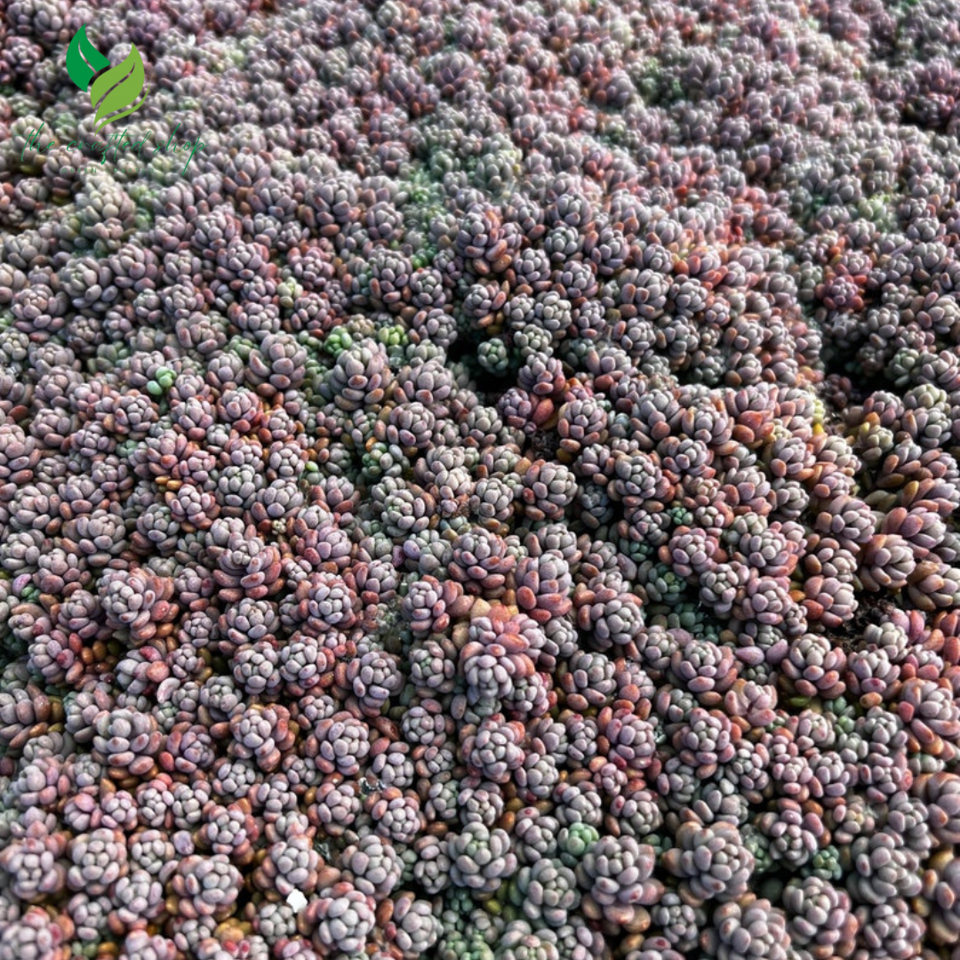 Sedum Dasyphyllum, Sedum Minor, Small Succulent, Live Plant – A Charming Trailing Succulent