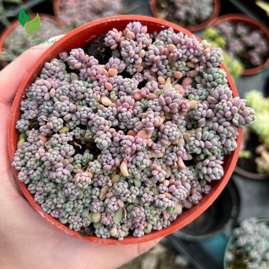 Sedum Dasyphyllum, Sedum Minor, Small Succulent, Live Plant – A Charming Trailing Succulent