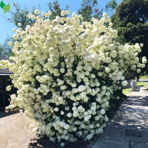 Snowball Bush ( Viburnum ) - Live Plant - Quart Pot