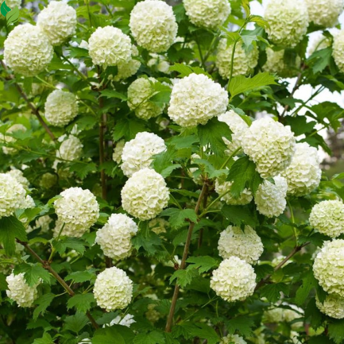Snowball Bush ( Viburnum ) - Live Plant - Quart Pot