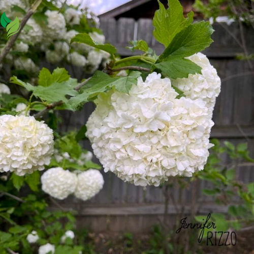 Snowball Bush ( Viburnum ) - Live Plant - Quart Pot