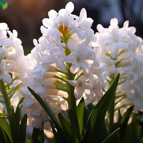 Tuberose - Fragrant Flowers Ideal for Aromatic Gardens& Flower Arrangements