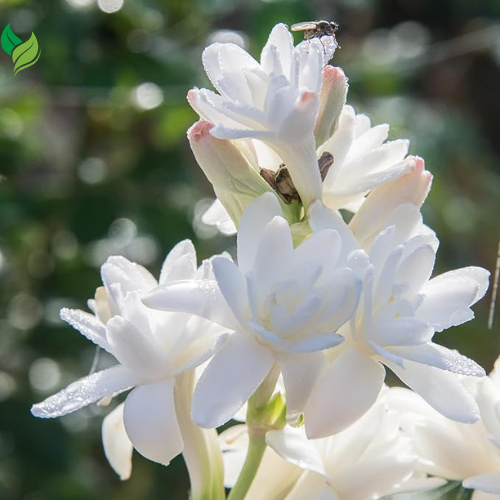 Tuberose - Fragrant Flowers Ideal for Aromatic Gardens& Flower Arrangements