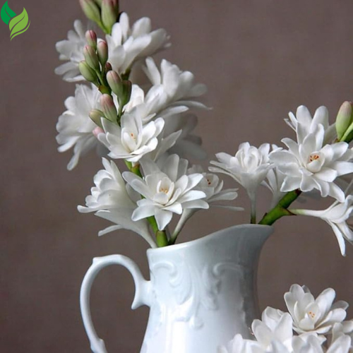 Tuberose - Fragrant Flowers Ideal for Aromatic Gardens& Flower Arrangements