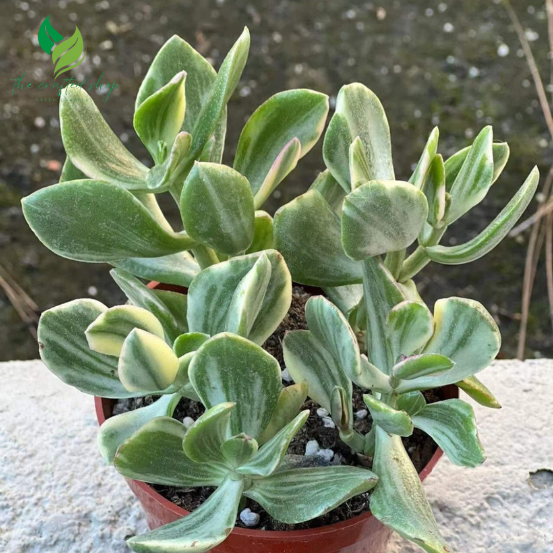 🌿 Variegated Jade Plant – Tri-Color Crassula Ovata | Rooted Live Succulent in 2'' Pot