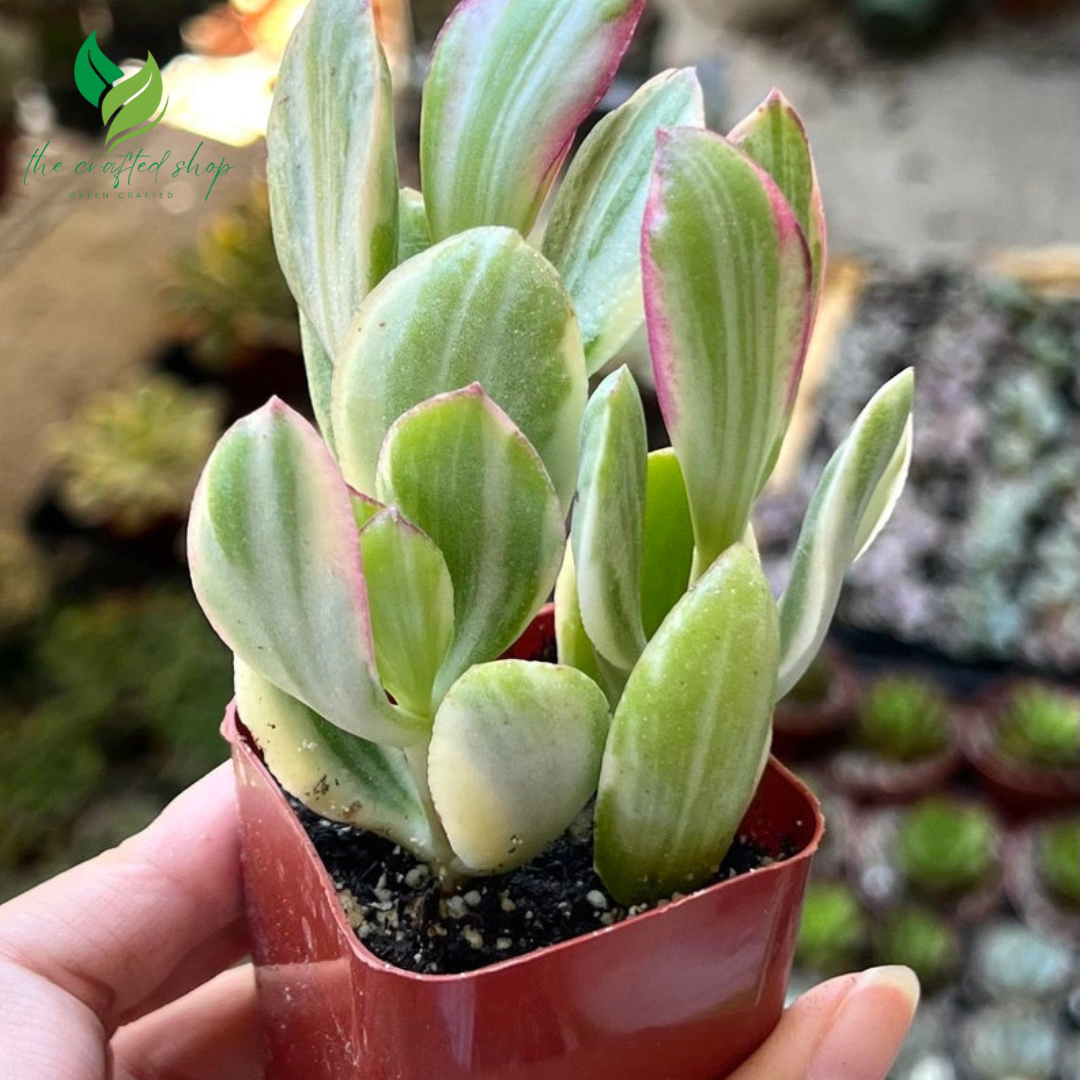 🌿 Variegated Jade Plant – Tri-Color Crassula Ovata | Rooted Live Succulent in 2'' Pot