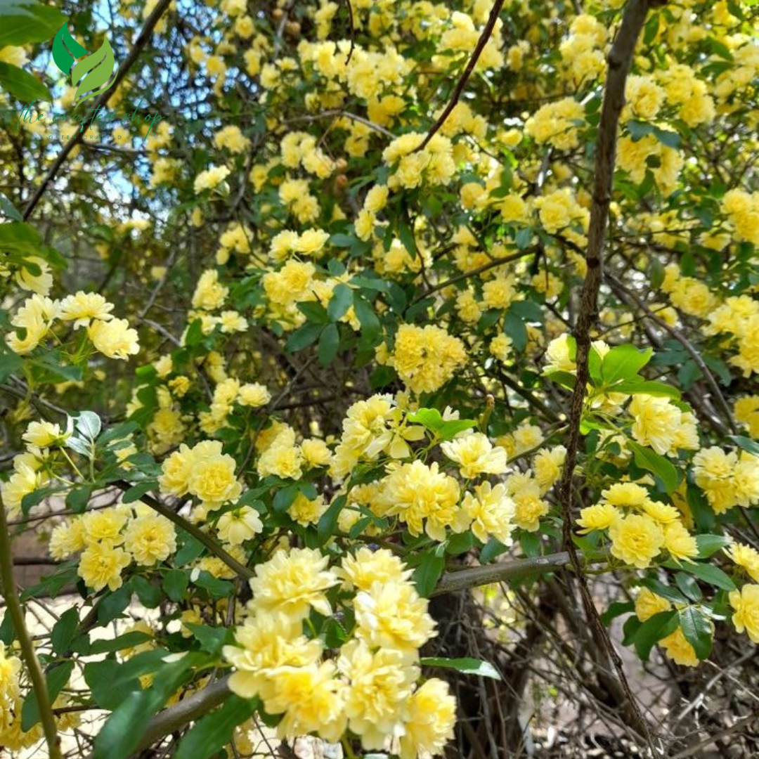 Yellow Lady Banks Climbing Rose – 1ft Tall Live Plant