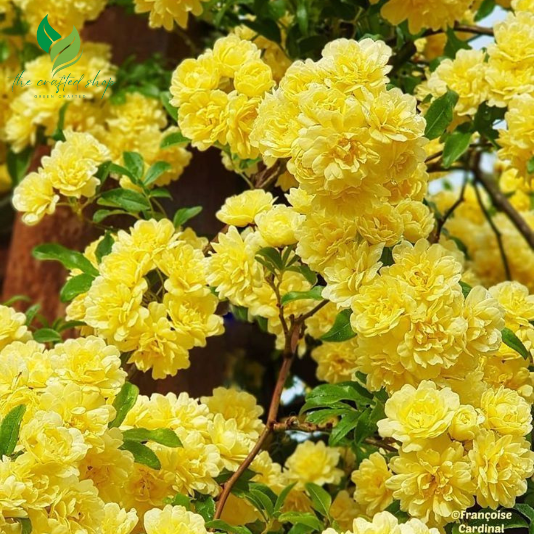 Yellow Lady Banks Climbing Rose – 1ft Tall Live Plant