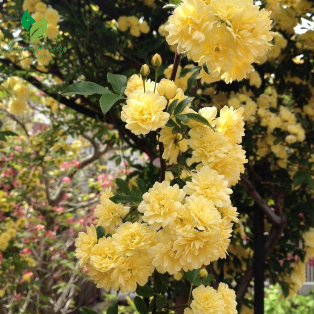 Yellow Lady Banks Climbing Rose – 1ft Tall Live Plant