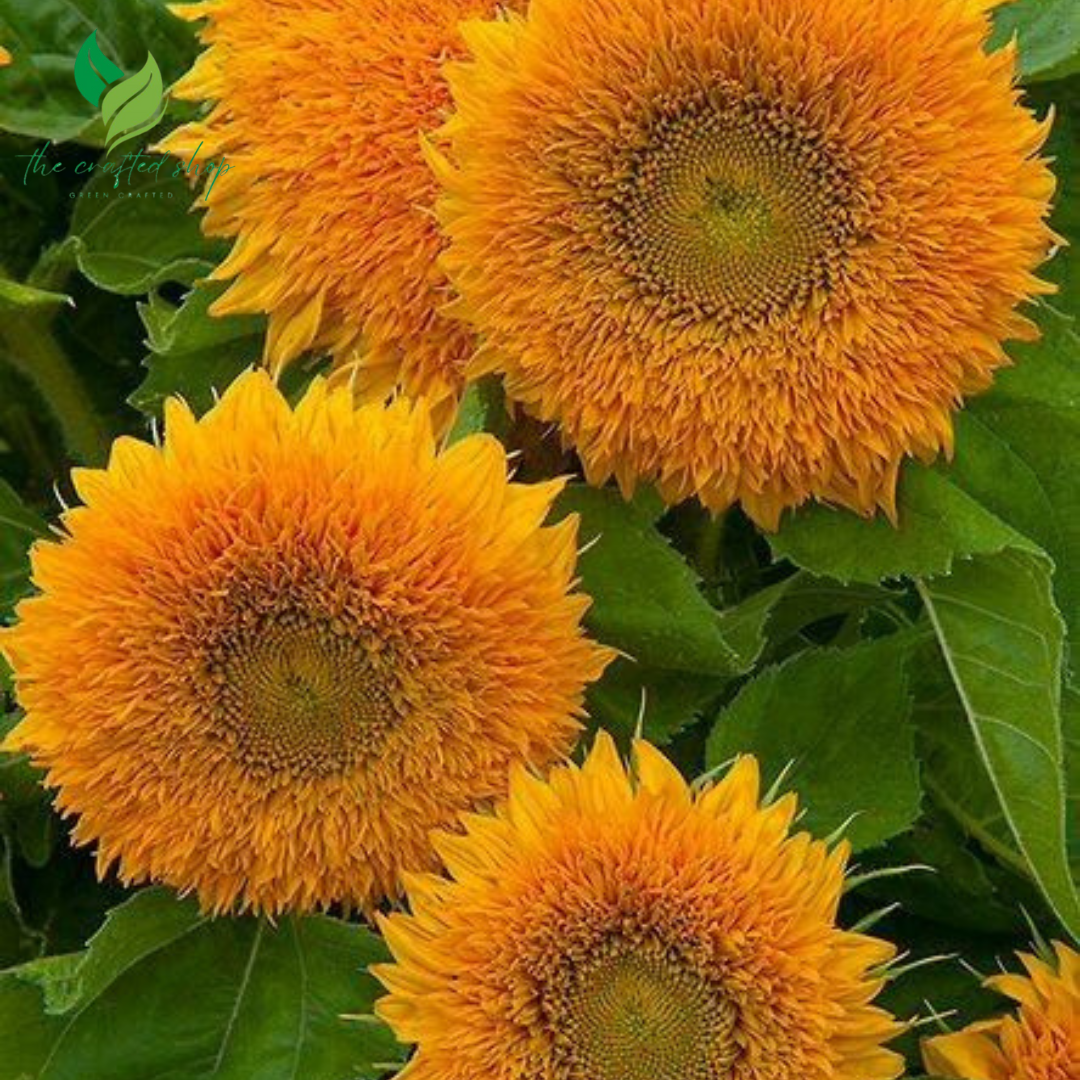 Yellow Teddy Bear Sunflower Seeds – 100 Seeds | Fluffy Double Blooms, Compact Growth, Pollinator-Friendly