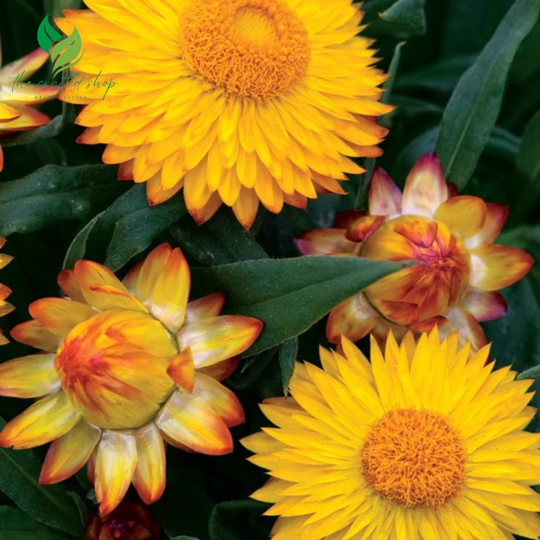 Yellow Teddy Bear Sunflower Seeds – 100 Seeds | Fluffy Double Blooms, Compact Growth, Pollinator-Friendly